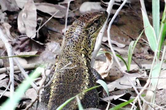 صورة Tupinambis cuzcoensis Murphy, Jowers, Lehtinen, Charles, Colli, Peres Jr., Hendry & Pyron 2016