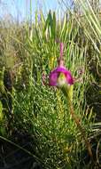 Image of Disperis capensis var. capensis