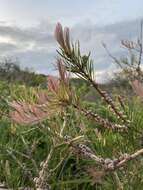 صورة Callistemon linearis (Schrad. & Wendl.) Colv. ex Sweet