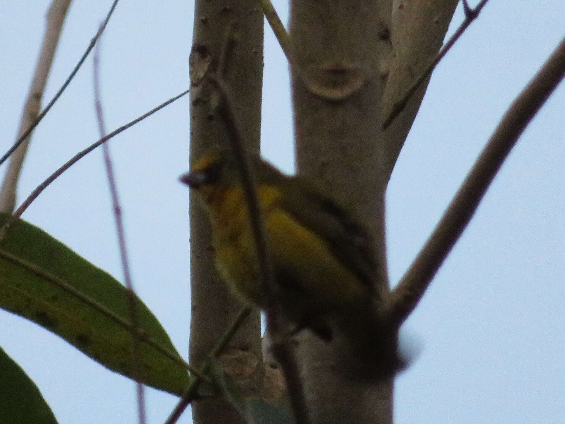 Image of Bronze-green Euphonia