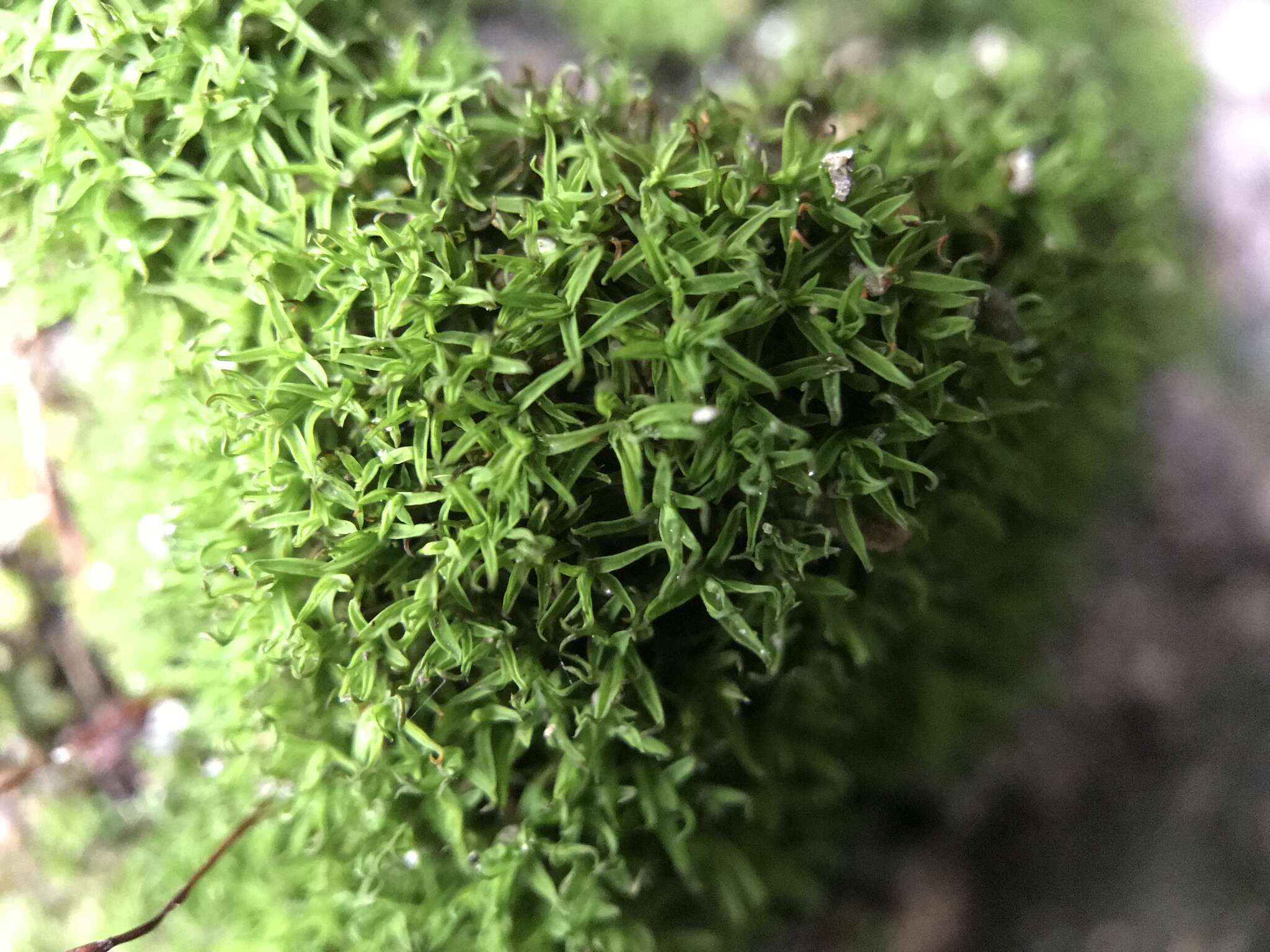 Image of tortula moss