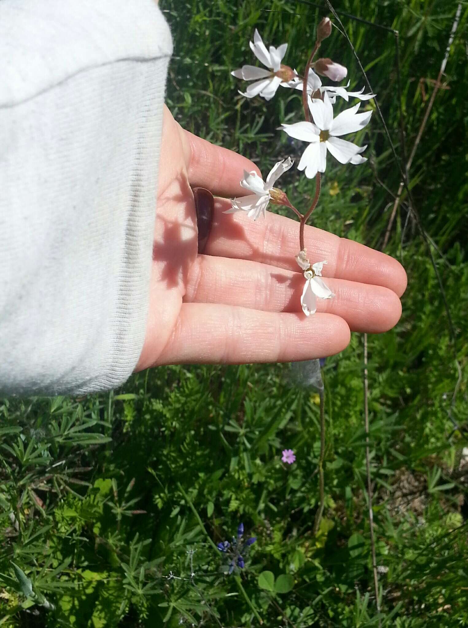 Image of San Francisco woodland-star