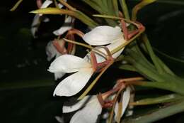 Слика од Hedychium spicatum Sm.