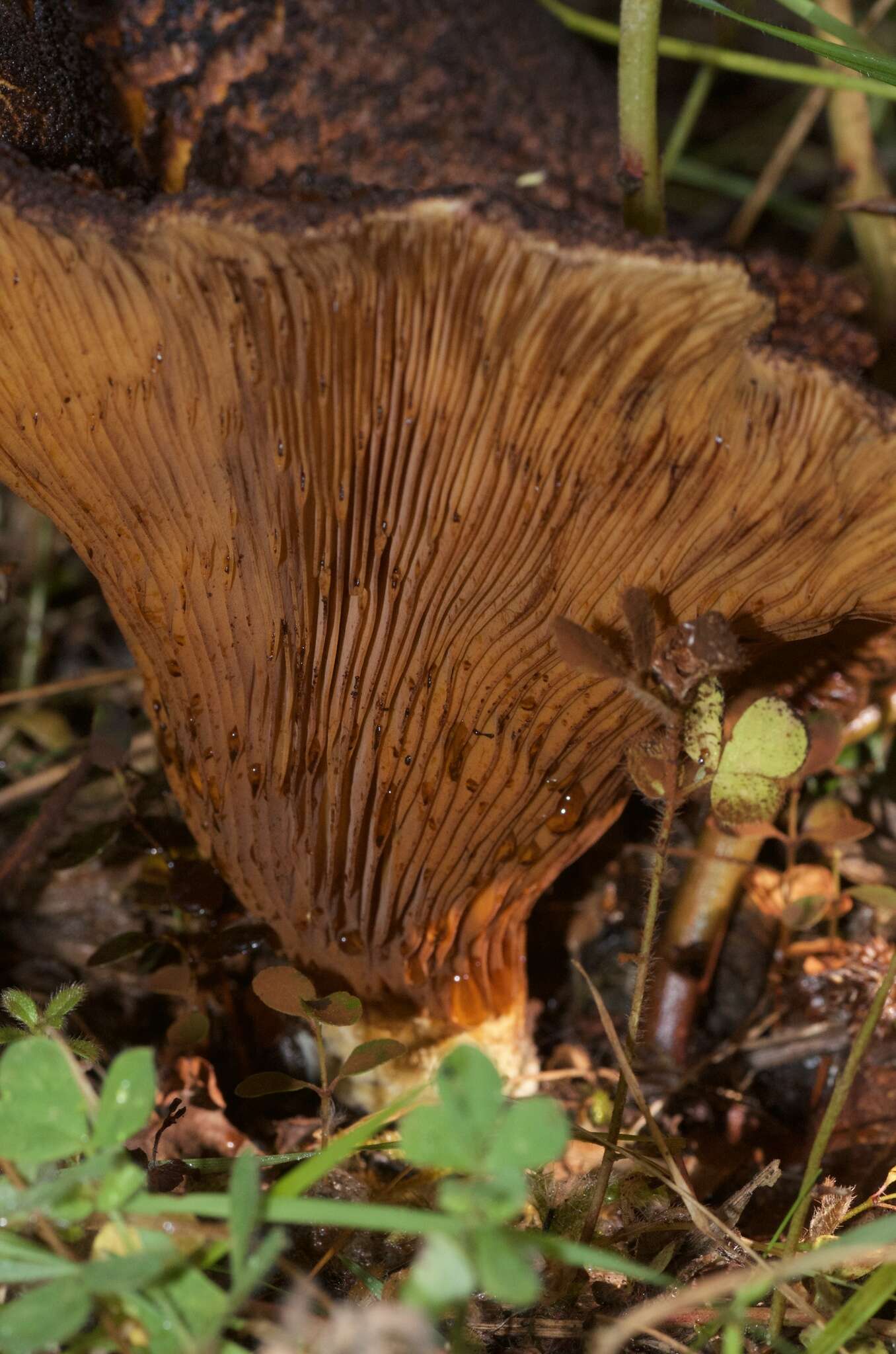 Sivun Austropaxillus squarrosus (McNabb) Bresinsky & Jarosch 1999 kuva