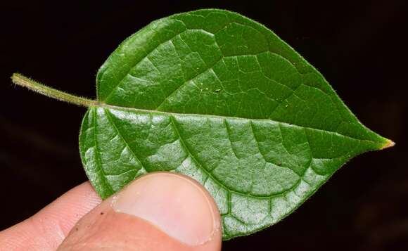 Image of Physalis leptophylla Robinson & Greenm.