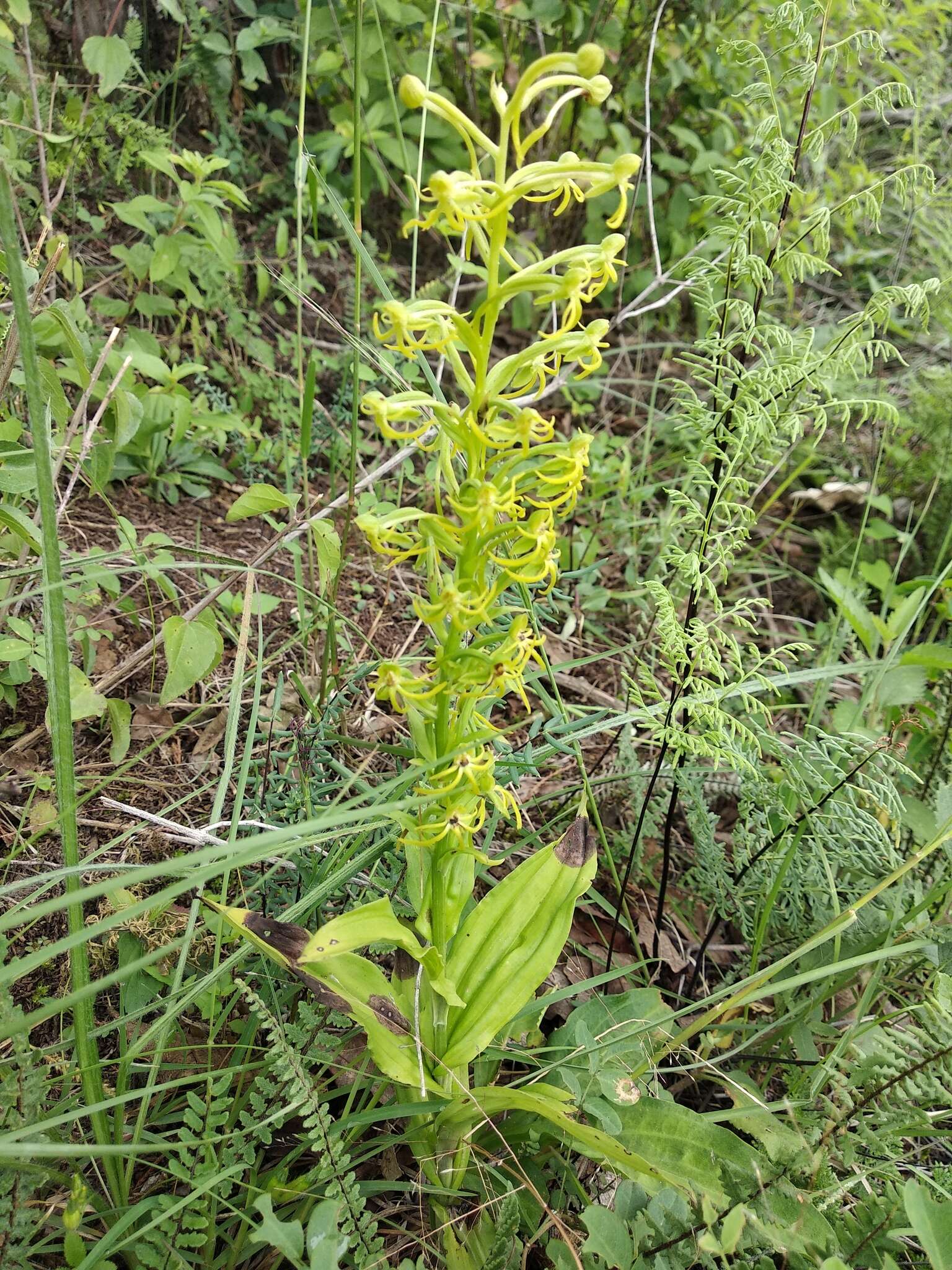 Habenaria novemfida Lindl. resmi