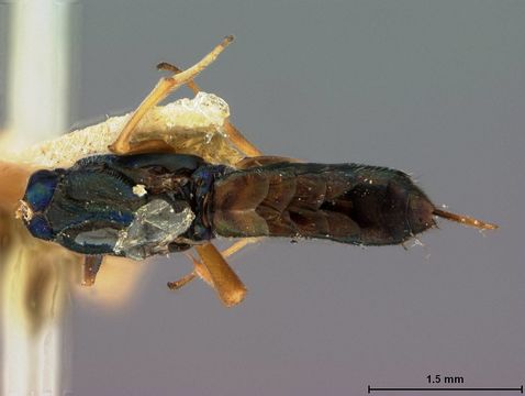 Image of <i>Eupelmus cleri</i> Ashmead