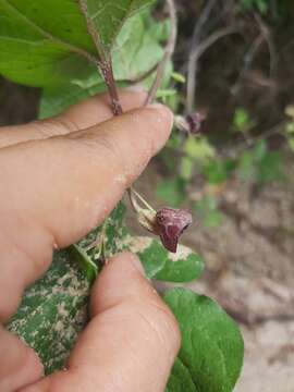 Image of Aristolochia tuitensis Santana Mich. & Paizanni
