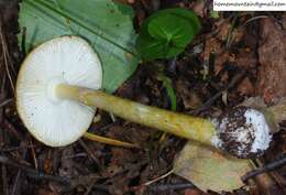 Image of Amanita subjunquillea S. Imai 1933