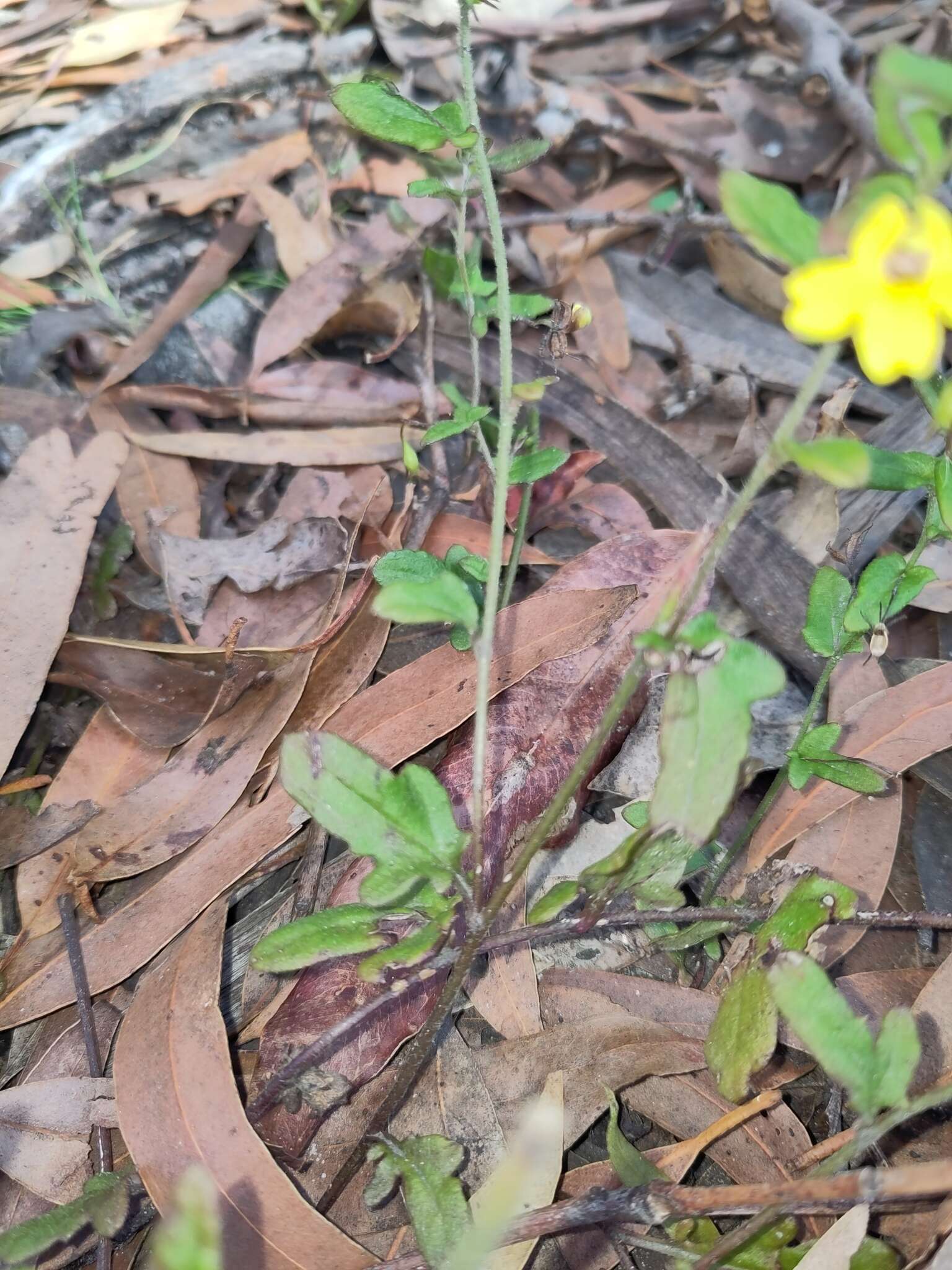 Image of Goodenia heterophylla subsp. eglandulosa R. Carolin