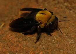 Plancia ëd Xylocopa ruficornis Fabricius 1804