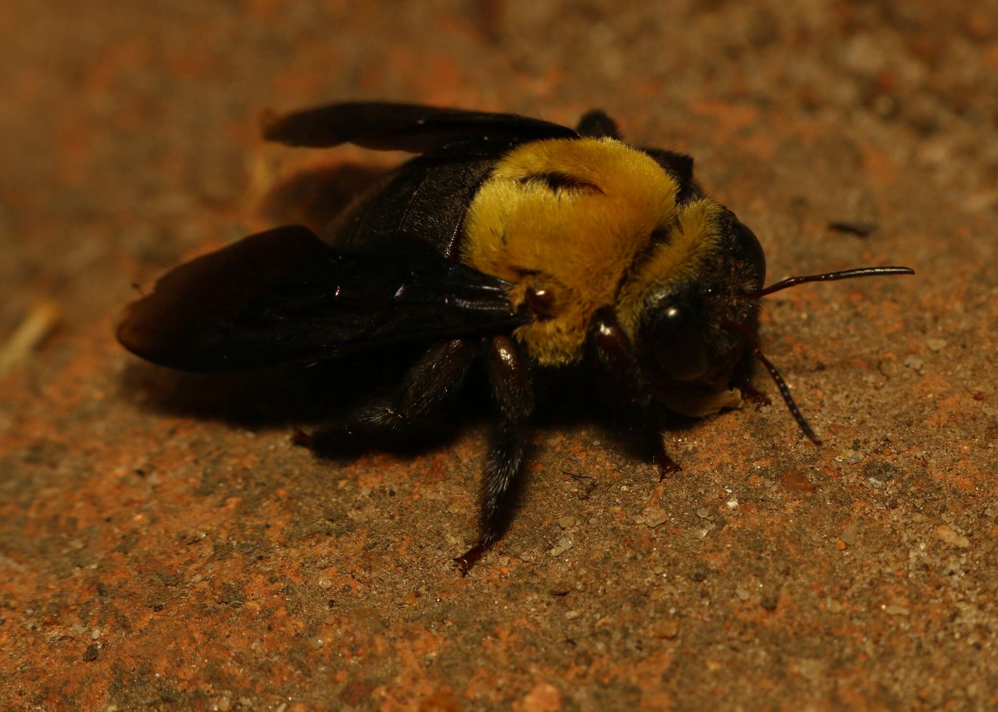 Plancia ëd Xylocopa ruficornis Fabricius 1804