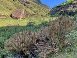 Image of Drakensberg Cycad