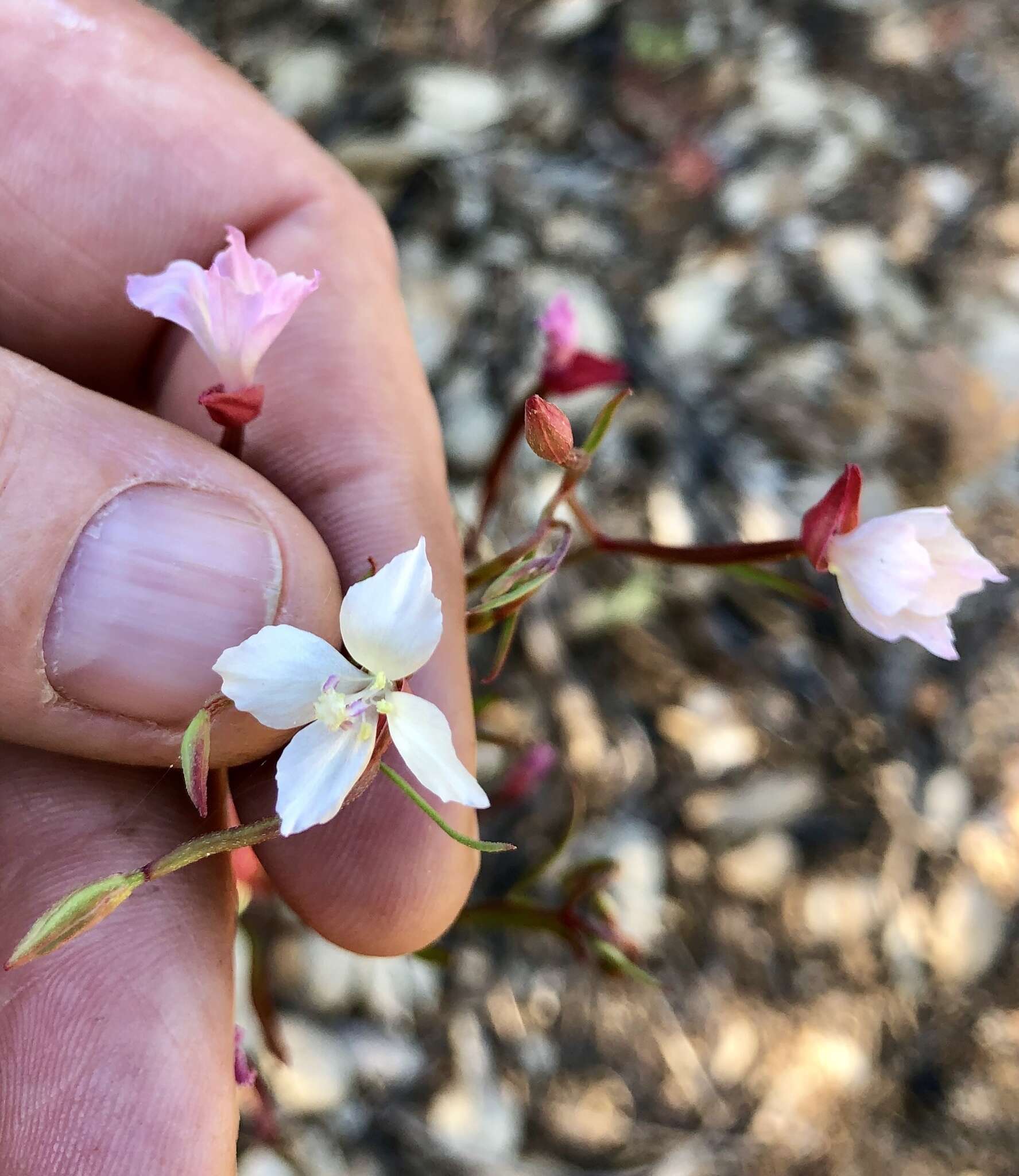 Image of canyon clarkia