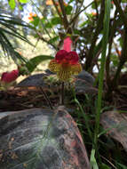 Imagem de Kohleria amabilis (Planch. & Linden) Fritsch