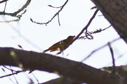 Image of Piranga rubra rubra (Linnaeus 1758)