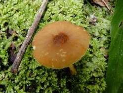 Image of Pluteus pauperculus E. Horak 2008