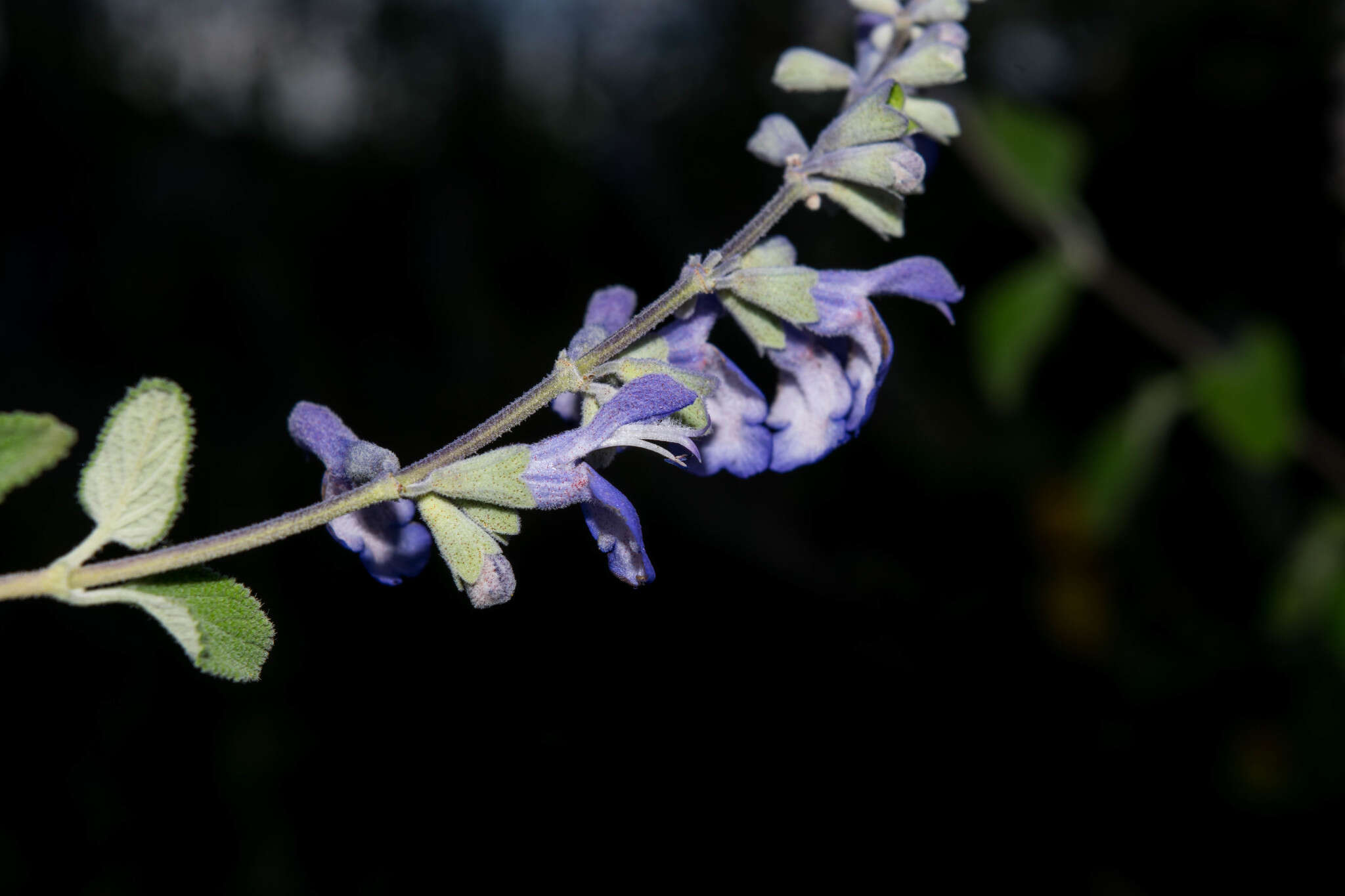 Image of Salvia pruinosa Fernald