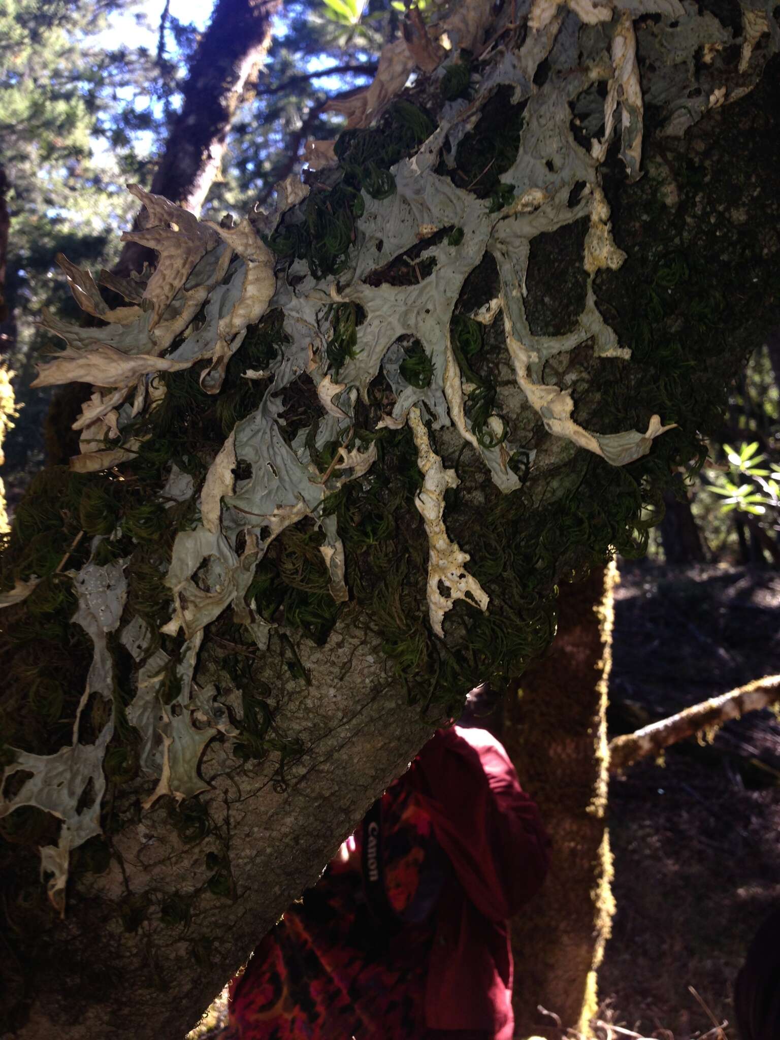 Image of lung lichen