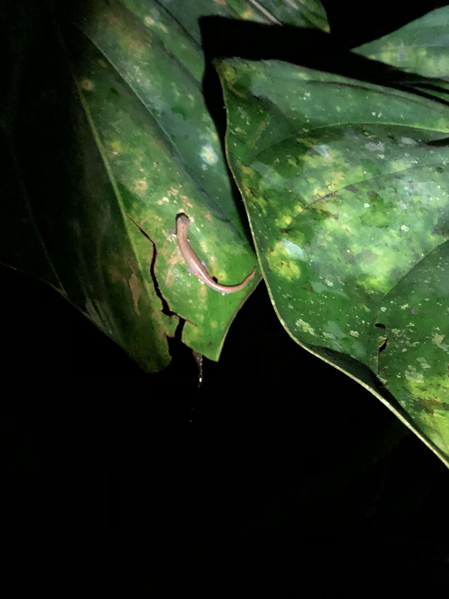 Image of Bolitoglossa peruviana (Boulenger 1883)