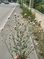 Plancia ëd Erigeron acris subsp. podolicus (Bess.) Nym.