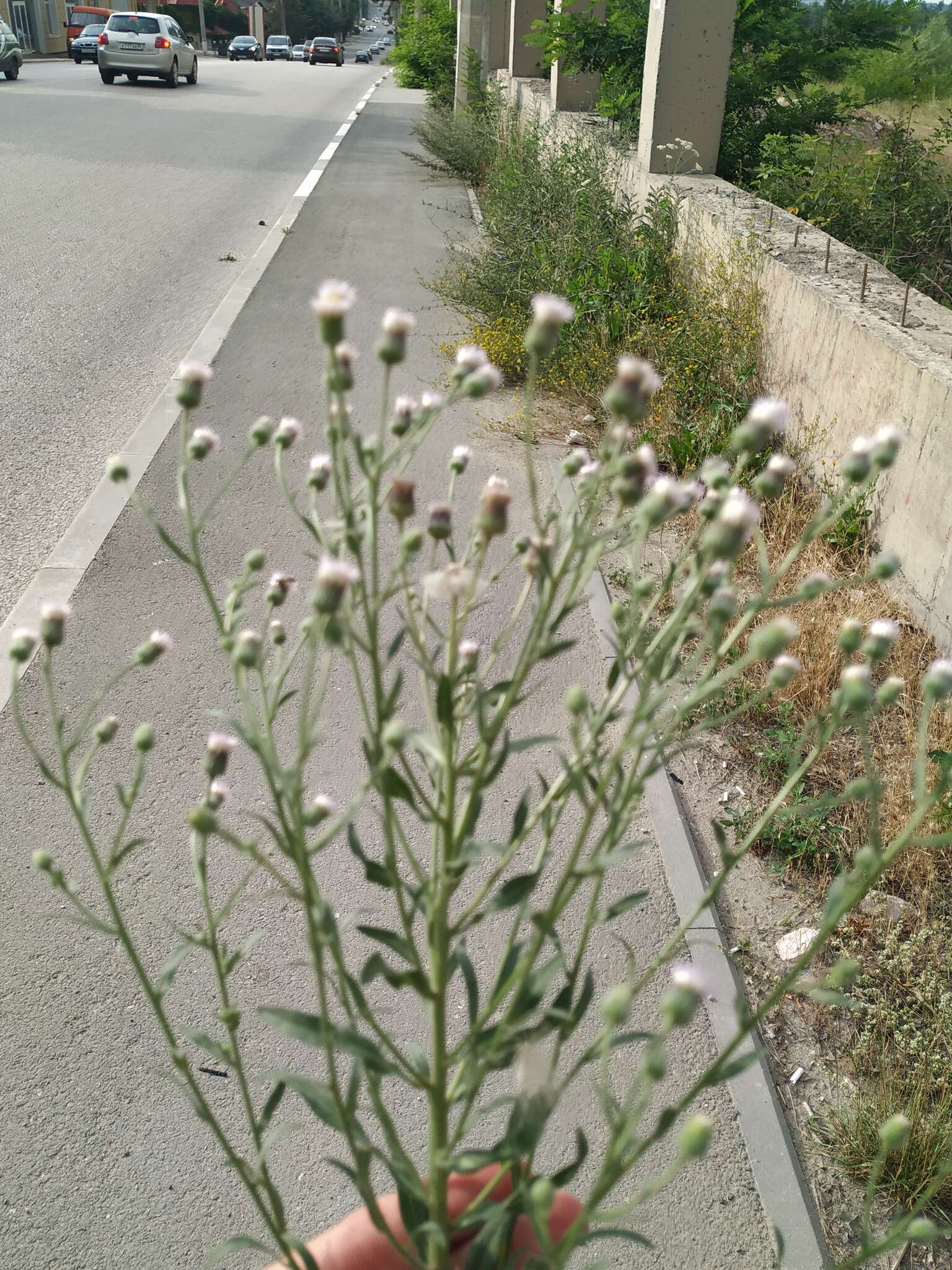 Plancia ëd Erigeron acris subsp. podolicus (Bess.) Nym.