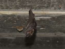 Image of Javan Slit-faced Bat
