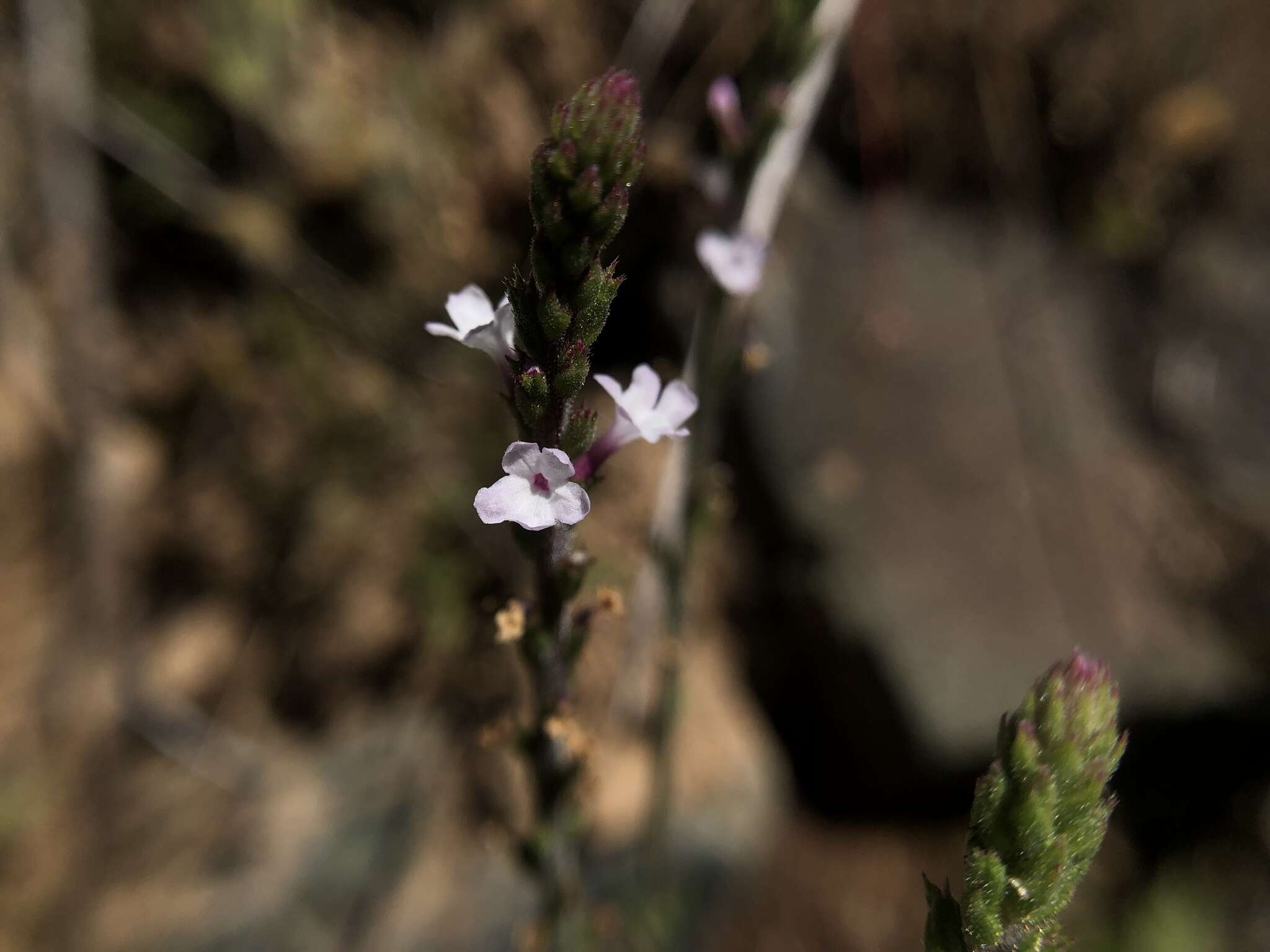 Image de Verbena californica Moldenke