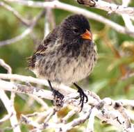 Image of Small Ground Finch