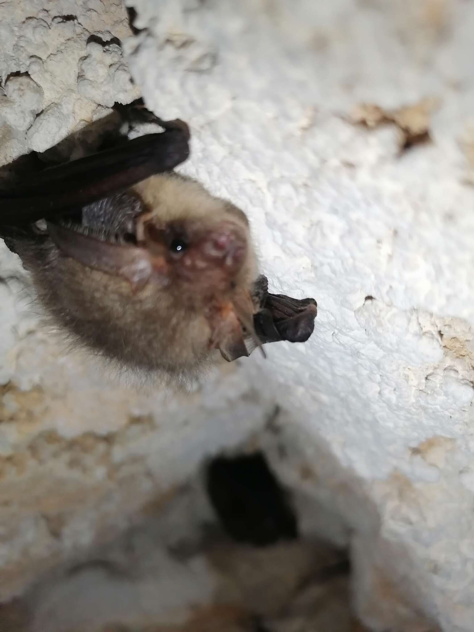 Image of Ognev’s Long-eared Bat