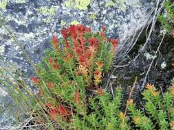 Image of Rhodiola coccinea (Royle) A. Boriss.