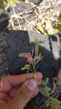 Plancia ëd Mantisalca salmantica (L.) Briq. & Cavillier