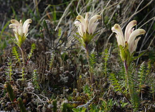 Imagem de Pedicularis capitata Adams.