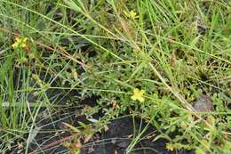 Image of Pond Primrose-Willow