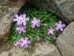 Imagem de Phlox austromontana Coville