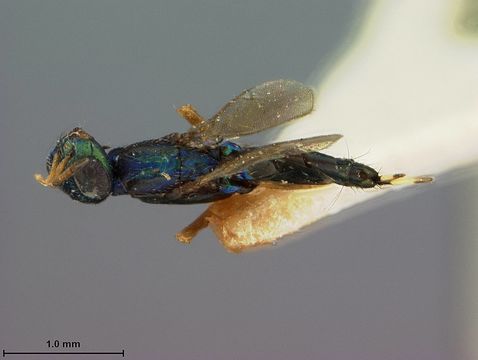 Image of <i>Eupelmus compressiventris</i> Ashmead 1904
