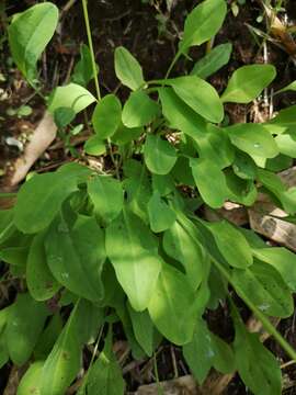 Sivun Ixeris japonica (Burm. fil.) Nakai kuva