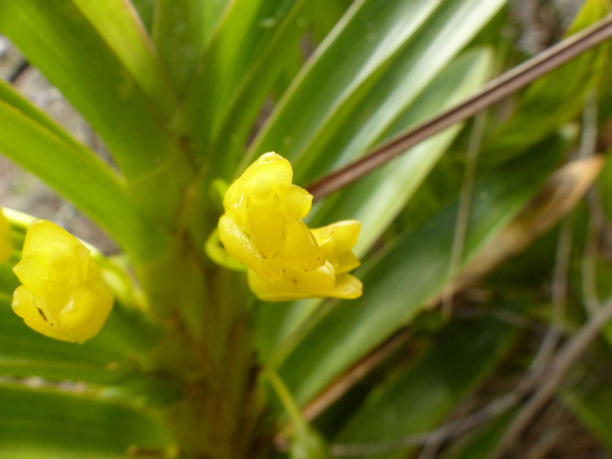 Image of Maxillaria cordyline (Rchb. fil.) Dodson