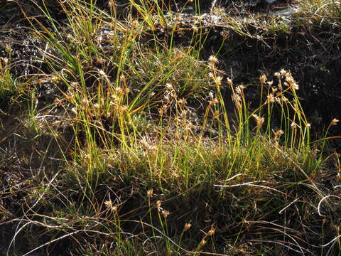 Image of Carpha alpina R. Br.