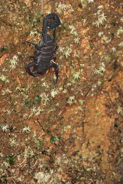 Image of Tityus obscurus (Gervais 1843)