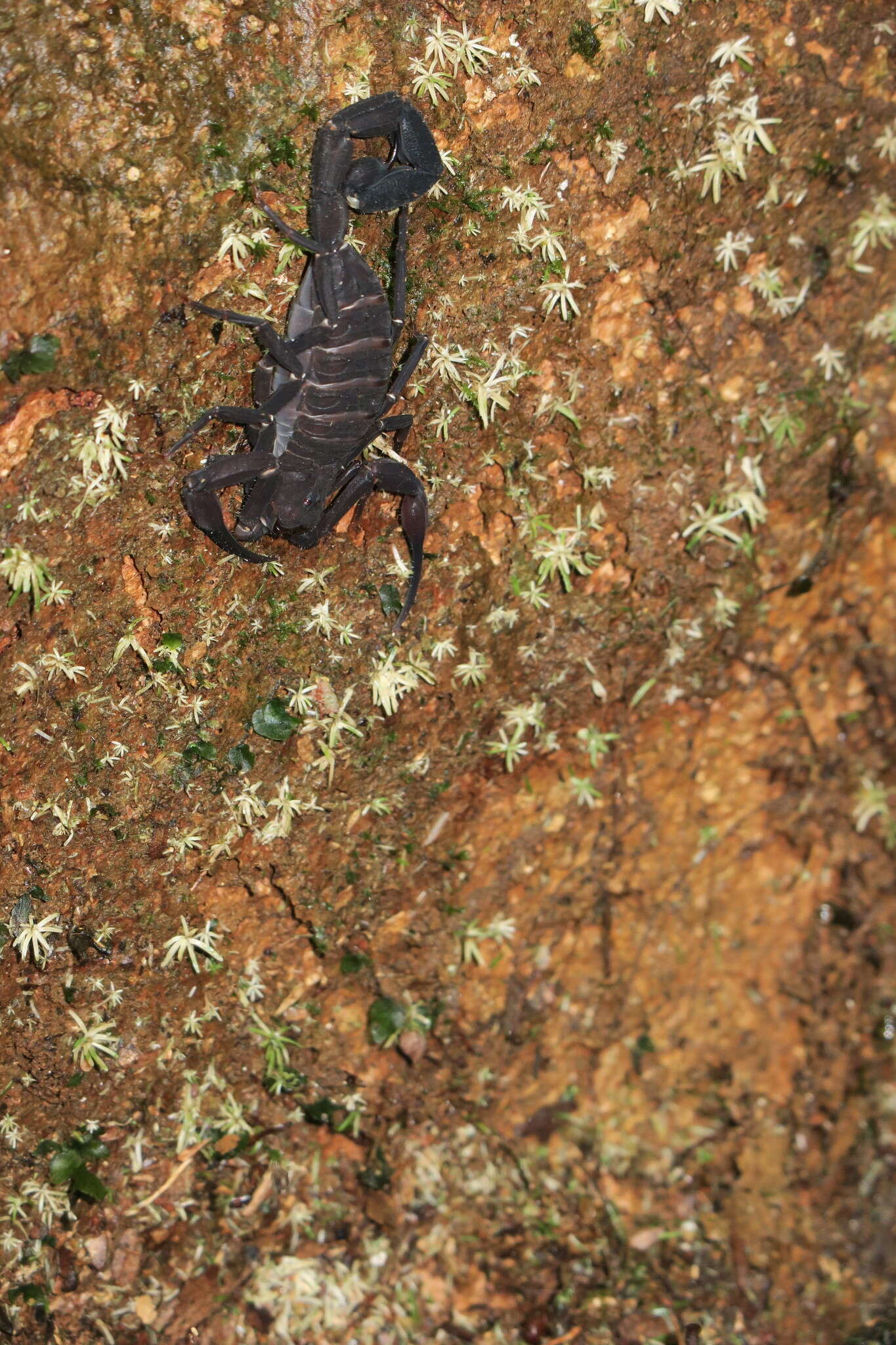 Image of Tityus obscurus (Gervais 1843)