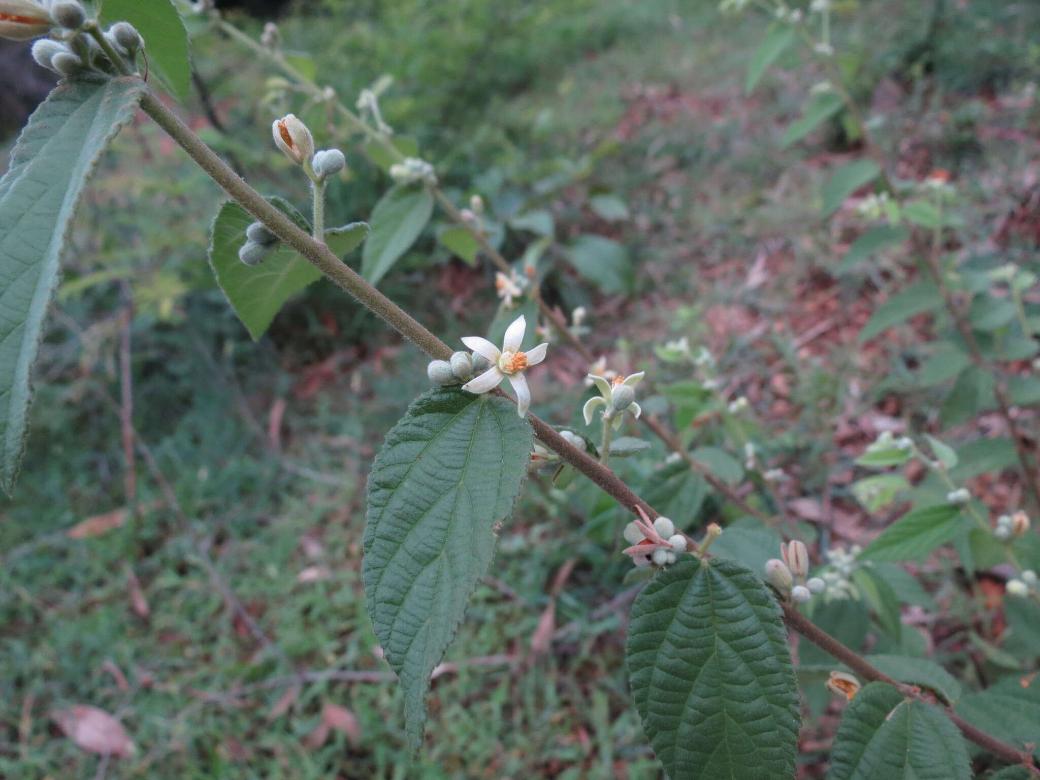 Image of Grewia hirsuta Vahl