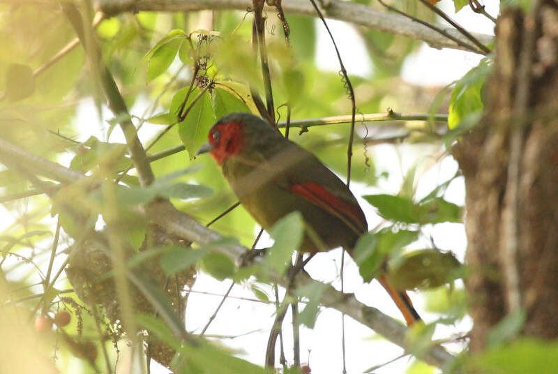 Image of Crimson-winged Liocichla