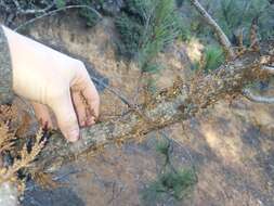 Image of coastal dwarf mistletoe