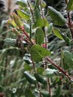 Plancia ëd Arctostaphylos nummularia subsp. nummularia