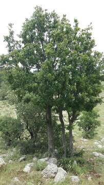 Image of Quercus look Kotschy