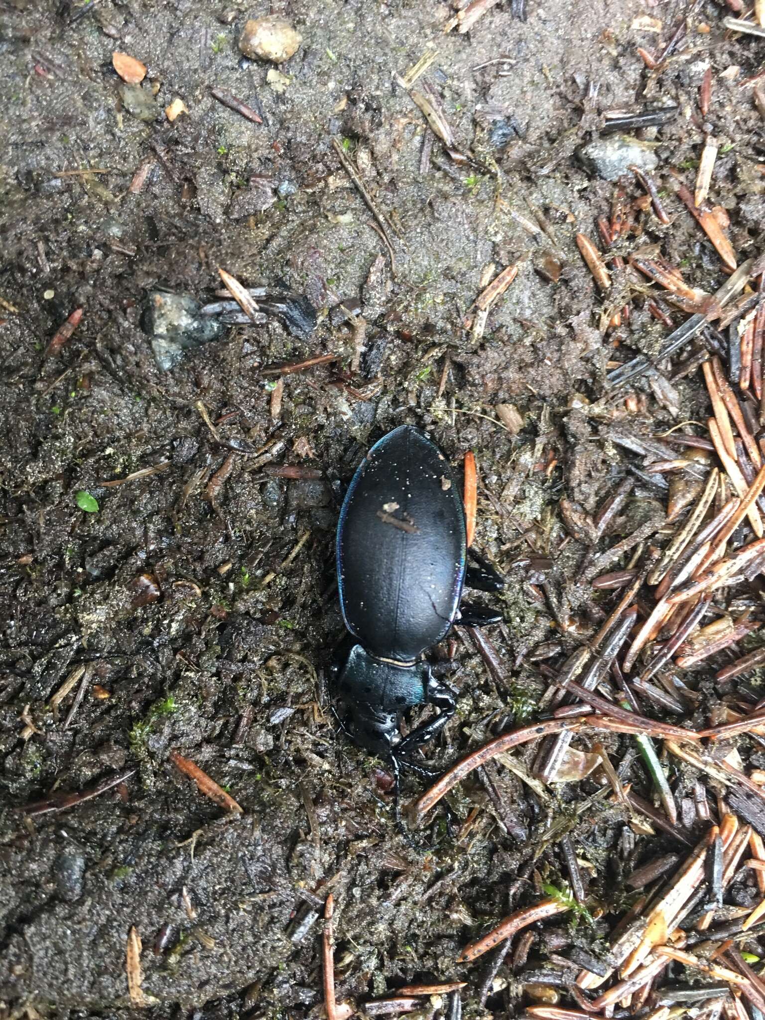 Image of Violet Ground Beetle