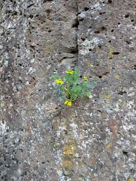 Image of <i>Lomatium papilioniferum</i> J. A. Alexander & W. Whaley