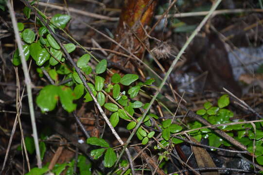 Image of Boquila trifoliolata (DC.) Decne.