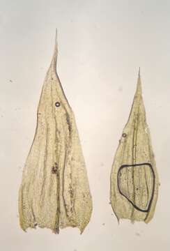 Image of Brachythecium falcatum H. Crum 2001